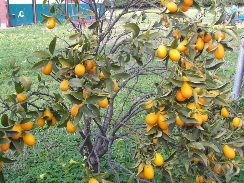 Agriturismo Il Gelsomino Ritrovato Milazzo Eksteriør bilde