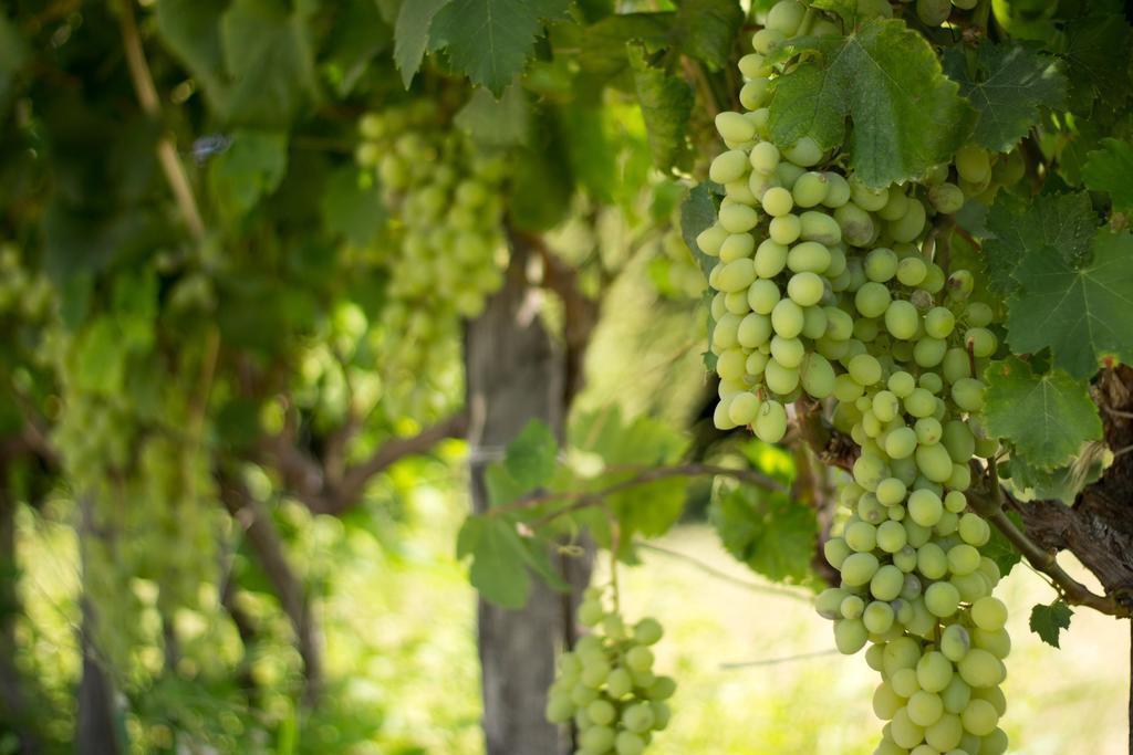Agriturismo Il Gelsomino Ritrovato Milazzo Eksteriør bilde