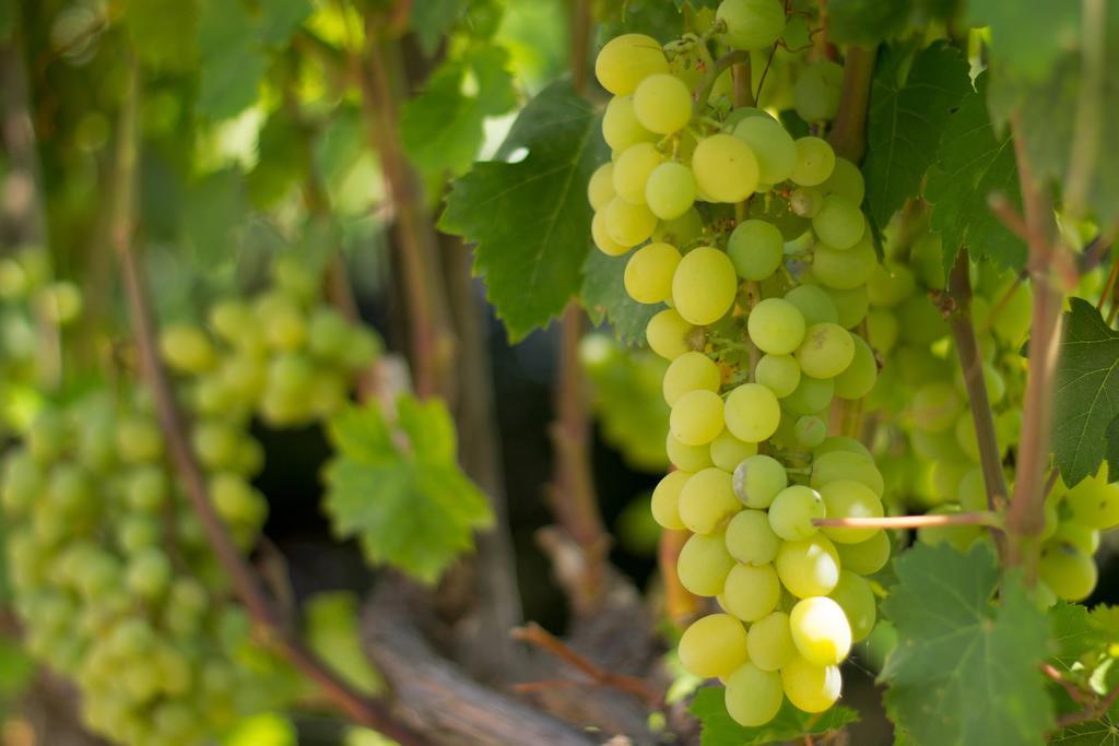 Agriturismo Il Gelsomino Ritrovato Milazzo Eksteriør bilde